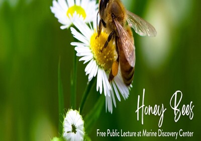 Marine Discovery Center to share intriguing insights on Honeybees.