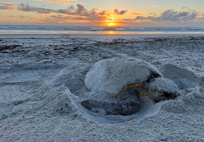 Nesting sea turtles set a new record in Volusia County.