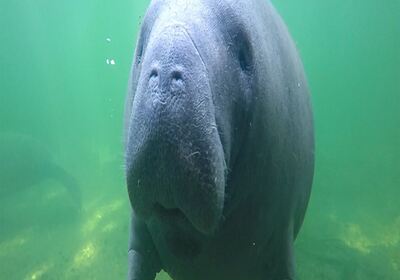 Volunteers Needed for Manatee Watch Program