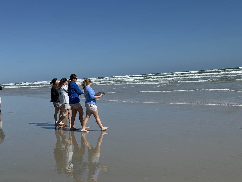 Pictures of Today's Turtle Release in Ponce Inlet