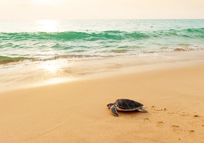 First Sea Turtle Nest of the Year